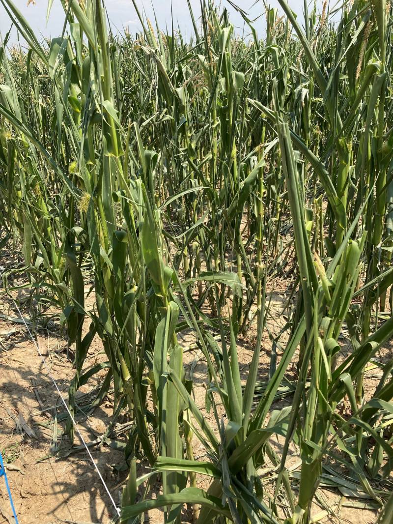 Kukorica-jég után_3.jpg